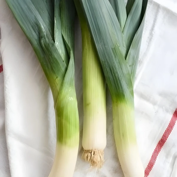 лук порей