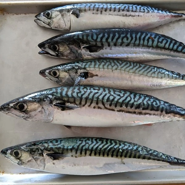 скумбрія скумбрія